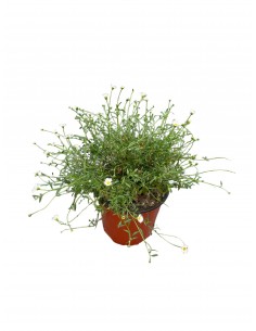 Erigeron, Pianta Vaso 18cm 2
