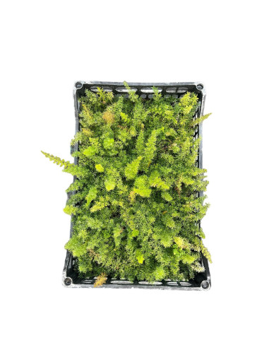 5 Piante di Asparagus Coda di Volpe in Vaso 7cm -Cespuglio|MondoPiante