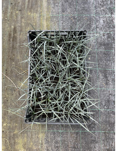 Yucca Plant for Sale - Bush Plants Online | Mondo Piante