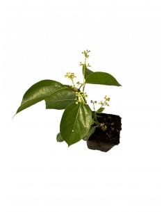 Camphora, 5x Piante Vaso 7cm