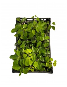 5 Piante di Camphora Vaso 7cm 2