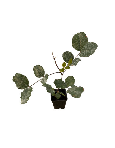 5x Piante Carrubo (Ceratonia siliqua) Vaso 7cm | Mondo Piante