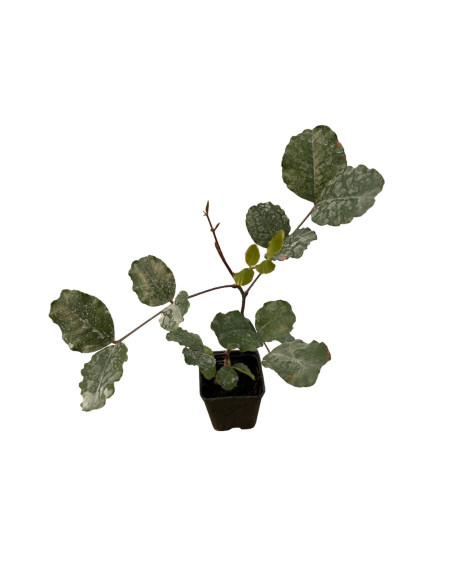 5x Piante Carrubo (Ceratonia siliqua) Vaso 7cm | Mondo Piante
