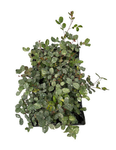 5x Piante Carrubo (Ceratonia siliqua) Vaso 7cm | Mondo Piante