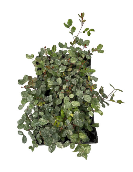 5x Piante Carrubo (Ceratonia siliqua) Vaso 7cm | Mondo Piante