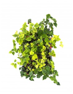 5 Piante di Abutilon in... 2