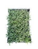 Offerta 5 Piante di Lavanda Angustifolia - Vaso 7 cm