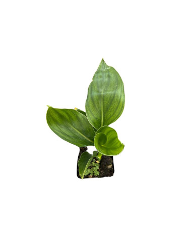 Pianta Sterlizia Reginae Vaso 7cm - Vendita Piante | Mondo Piante