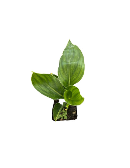 Strelitzia reginae | Acquista l'Uccello del Paradiso | MondoPiante