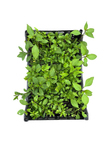 5 Piante di Solanum Rantonetti 7cm-Piante Rampicanti|Mondo Piante