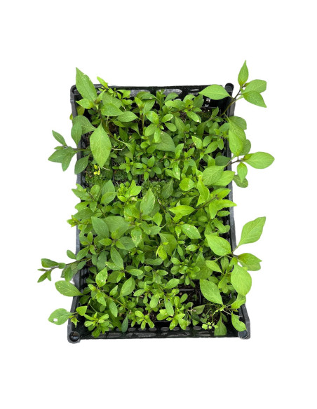 Offerta 5 Piante Solanum Rantonnetii Vaso 7cm | Mondo Piante