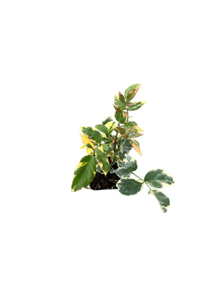 Kit 5 Piante Pandorea Jasminoides Vaso 7 cm | Mondo Piante