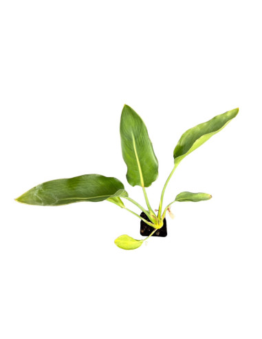 Kit 5 Piante Strelitzia Augusta Vaso 7cm | Mondo Piante