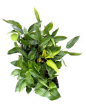 copy of Pianta Westringia Fruticosa Vaso 7cm