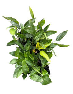 Offerta 5 Piante Strelitzia Augusta Vaso 7cm | Mondo Piante
