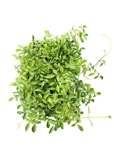 Sale Of Pandorea Jasminoides Plant - Climbing Plant| Mondo Piante
