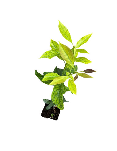 5 Piante di Limone Vaso 7 cm | Mondo Piante