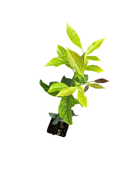 5 Piante di Limone Vaso 7 cm | Mondo Piante