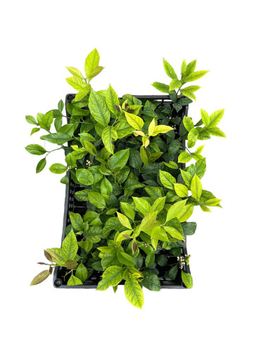 5 Piante di Limone Vaso 7 cm | Mondo Piante