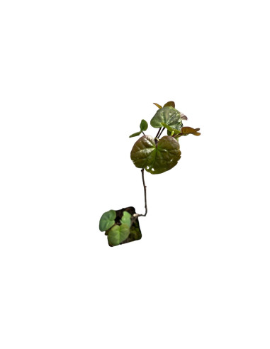 Sale Cercis Plant - Garden Trees OnLinei | Mondo Piante