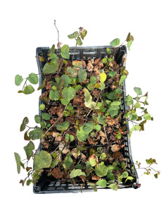 5x Piante Cercis Siliquastrum Vaso 7cm | Albero di Giuda | Mondo Piante