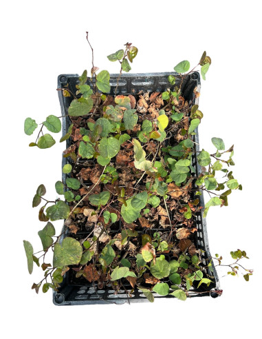 Sale Cercis Plant - Garden Trees OnLinei | Mondo Piante