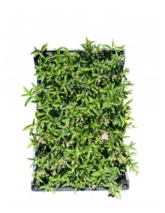 Cistus Plant