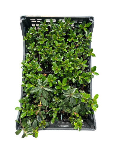 40 Piante di Pitosforo Tobira Vaso 7cm - Piante Da Siepe|Mondo Piante