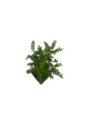 5 Piante di Zanthoxylum in Vaso 7cm- Pepe Giapponese