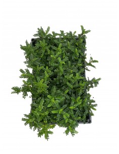 5 Piante di Zanthoxylum in... 2
