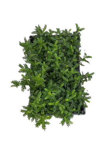 5 Piante di Zanthoxylum Vaso 7cm-Pianta Da Cespuglio | Mondo Piante