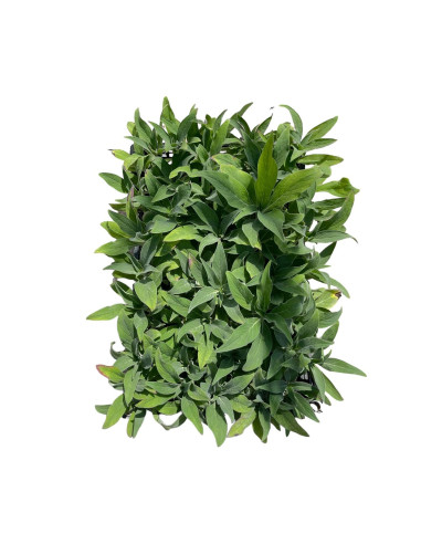 5 Piante di Echium Vaso 7cm - Vendita Piante Da Cespuglio|Mondo Piante