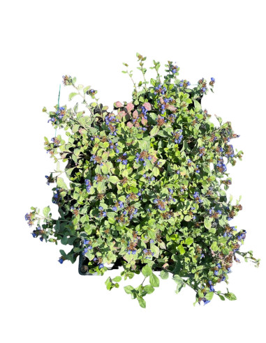 5 Piante di Ceratostigma Griffithii Vaso 7cm -  Cespuglio|Mondo Piante