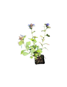 Kit 5 Piante Ceratostigma Vaso 7 cm: Vendita | Mondo Piante