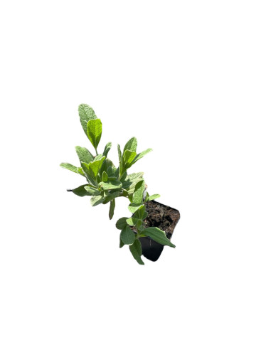 Cistus Plant for Sale - Bush Plants Online | Mondo Piante