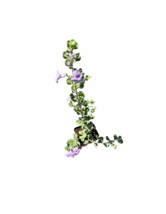 Leucophyllum Frutescens Plant 2