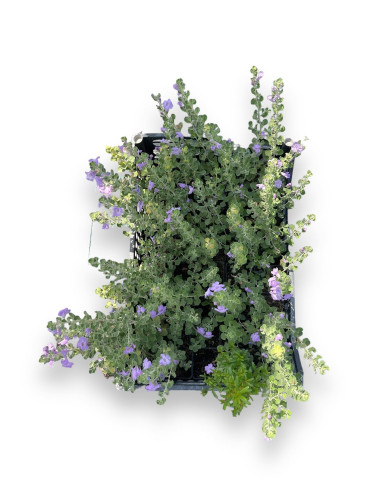 5 Piante di Leucophyllum in Vaso 7cm -Pianta Da Cespuglio|Mondo Piante