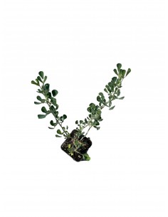 5 Piante di Medicago...