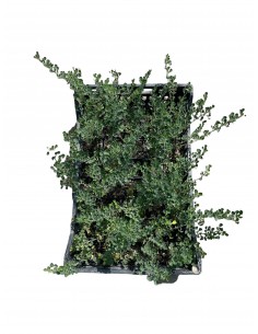 Medicago Arborea Plant 2