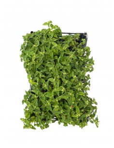 Pavonia,5x Piante Vaso 7cm 2
