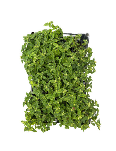 Pavonia Plant for Sale - Bush Plants Online | Mondo Piante