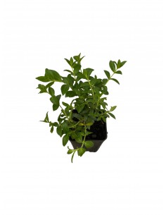 Cuphea Hyssopifolia Plant 2