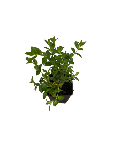 5 Piante  Cuphea Hyssopifolia Vaso 7cm - Piante Cespuglio |MondoPiante