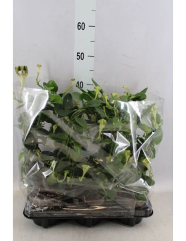 copy of Pianta Aeschynanthus marmoratus