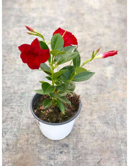 Pianta di Dipladenia Fiorita Vaso 14cm | Mondo Piante