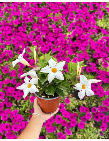 Vendita Pianta Dipladenia Vaso 14-Pianta Rampicante |Mondo Piante