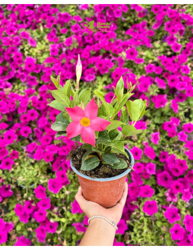 Vendita Pianta Dipladenia Vaso 14-Pianta Rampicante |Mondo Piante