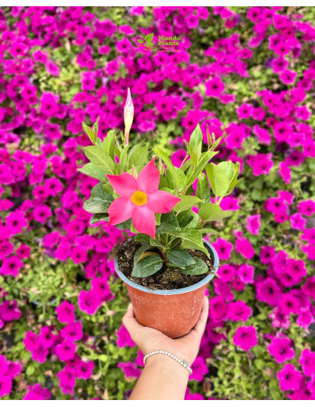 Vendita Pianta Dipladenia Vaso 14-Pianta Rampicante |Mondo Piante