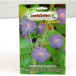 Semi Mimosa Pudica