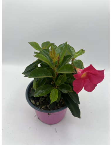 Vendita Pianta Dipladenia Vaso 14-Pianta Rampicante |Mondo Piante